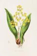Oncidium Cavendishianum - James Bateman — vista de la obra