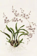 Oncidium Incurvum - James Bateman | Cuadro — vista de la obra