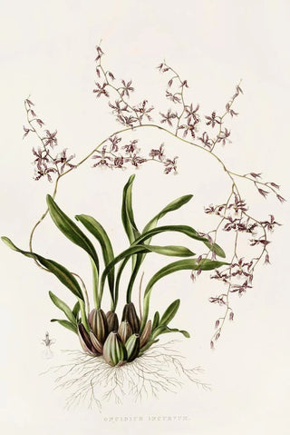 James Bateman - Oncidium Incurvum.webp