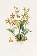Oncidium Insleayii - James Bateman — vista de la obra