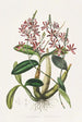 Shomburgkia Tibicinis - James Bateman | Painting — artwork view