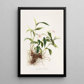 James Bateman - Sobralia Decora.webp