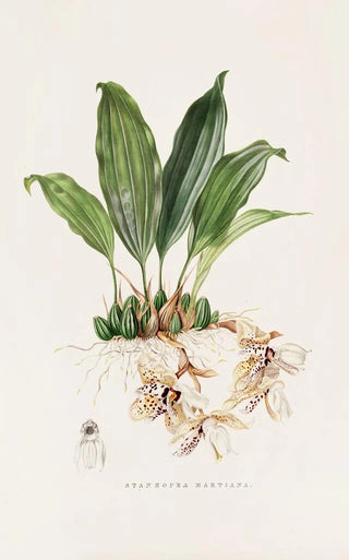 James Bateman - Stanhopea Martiana.webp