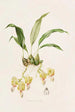 Stanhopea Saccata - James Bateman — vista de la obra