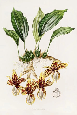 James Bateman - Stanhopea Tigrina.webp