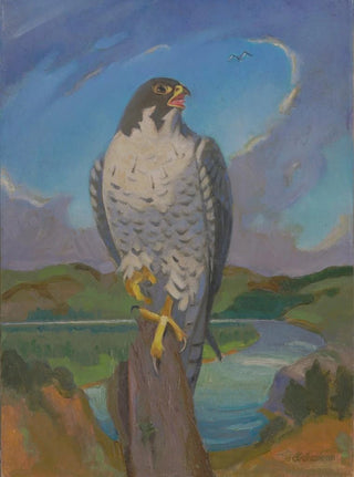 James C Kulhanek - Falco Peregrinus.webp