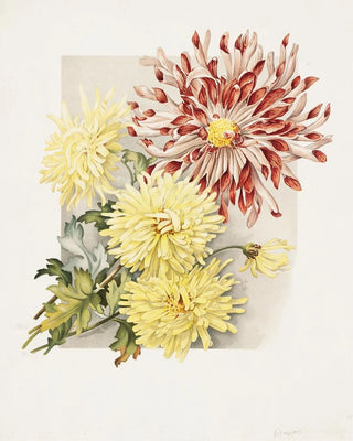 James Callowhill - Daisies.webp