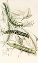 Chenille de Metopsilus Tersa Sphinx Chionanthi Sphinx Gaurae - James Duncan — vista de la obra