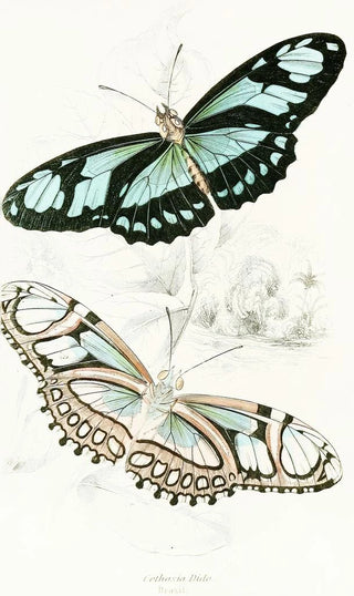 James Duncan - Cethosia Dido.webp