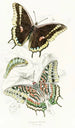 Charaxes Jasius - James Duncan — vista de la obra