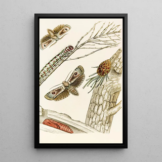 James Duncan - Cryptophasa irrorata.webp