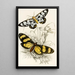 Heleona fenestrata Anthomyza Tiresia - James Duncan — framed artwork on a wall