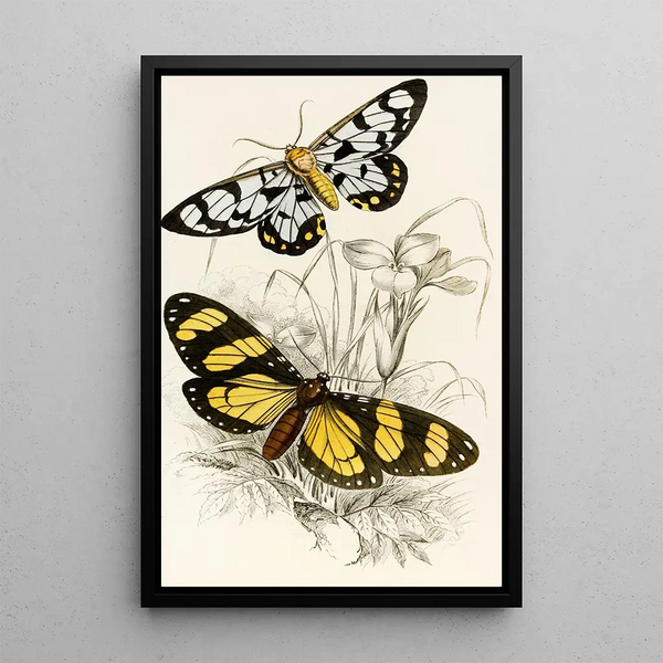 James Duncan - Heleona fenestrata Anthomyza Tiresia.webp