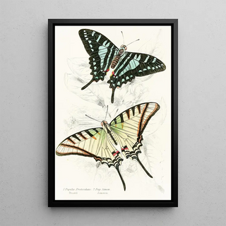 James Duncan - Papilio Protesilaus Pap Sinon.webp