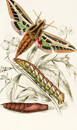 James Duncan - Philampelus vitis.webp