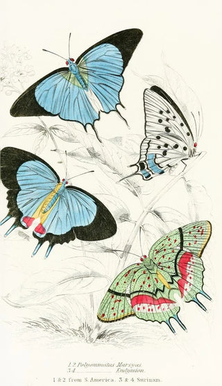 James Duncan - Polyommatus MarsyasPolyommatus Endymion.webp