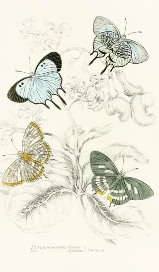 James Duncan - Polyommatus Venus Polyommatus Achaeus.webp