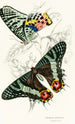 Thaliura Rhipheus - James Duncan — artwork view