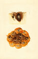 Ananas comosus - James Marion Shull — artwork view