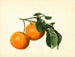 Citrus aurantium acid x 23 - James Marion Shull — artwork view