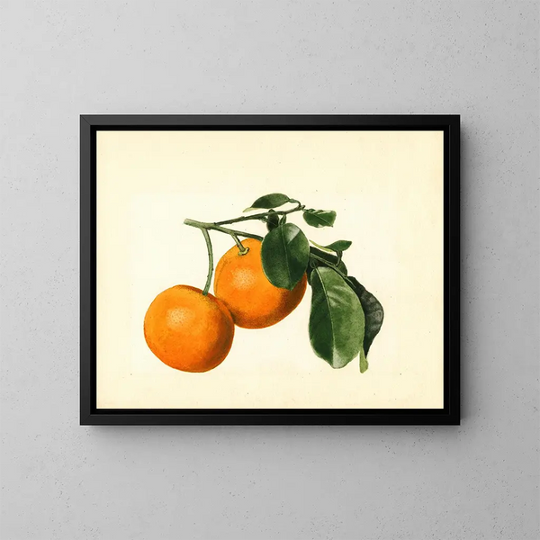 Citrus aurantium acide x 23 - James Marion Shull — cuadro enmarcado en la pared