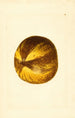 Citrus grandis - James Marion Shull — vista de la obra