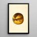 Citrus grandis - James Marion Shull — cuadro enmarcado en la pared