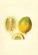Citrus lemon - James Marion Shull — artwork view
