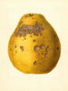 Citrus limon Ponderosa - James Marion Shull — artwork view