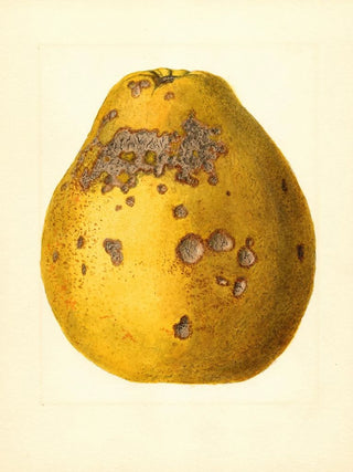 James Marion Shull - Citrus limon Ponderosa.webp