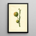 Citrus paradisi - James Marion Shull — cuadro enmarcado en la pared