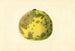 Citrus paradisi Pomelo - James Marion Shull — artwork view