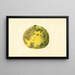 Citrus paradisi Pomelo - James Marion Shull — framed artwork on a wall