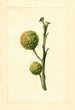 Citrus paradisi - James Marion Shull — vista de la obra