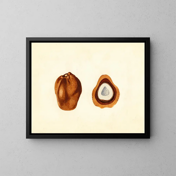 Hyphaene thebaica - James Marion Shull — cuadro enmarcado en la pared