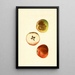 Malus domestica Ben Davis - James Marion Shull — cuadro enmarcado en la pared