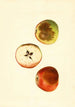 Malus domestica Ben Davis - James Marion Shull — vista de la obra