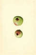 Malus domestica Gano - James Marion Shull — vista de la obra