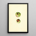 Malus domestica Gano - James Marion Shull — cuadro enmarcado en la pared