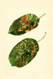 Malus domestica Gravenstein - James Marion Shull — vista de la obra