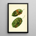 Malus domestica Gravenstein - James Marion Shull — cuadro enmarcado en la pared