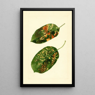 James Marion Shull - Malus domestica Gravenstein.webp