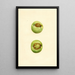 Malus domestica Grimes - James Marion Shull — cuadro enmarcado en la pared