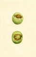 Malus domestica Grimes - James Marion Shull — vista de la obra