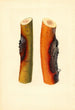 Malus domestica Jonathan - James Marion Shull — artwork view
