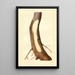 Malus domestica Maiden Blush - James Marion Shull — framed artwork on a wall