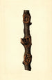 Malus domestica Pioneer of New Zealand - James Marion Shull — artwork view