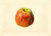 Malus domestica Smith Cider - James Marion Shull | Painting — artwork view