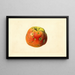 Malus domestica Smith Cider - James Marion Shull | Painting — framed artwork on a wall