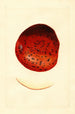 Malus domestica Spitzenberg - James Marion Shull — artwork view
